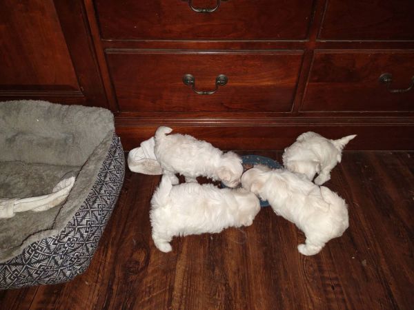 Maltese puppies for sale