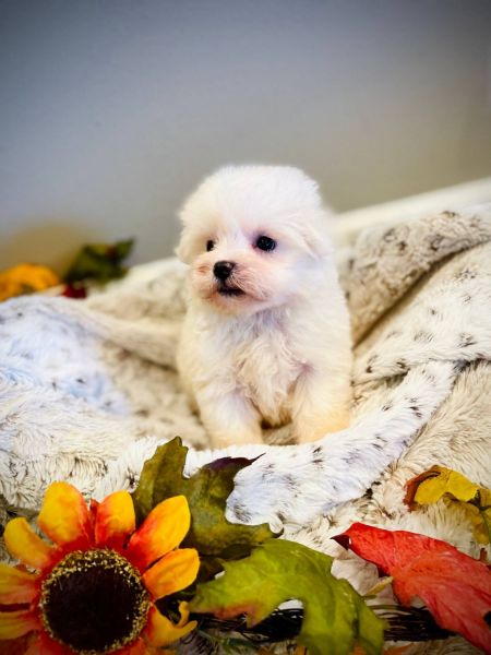 Adorable outstanding Maltese puppies