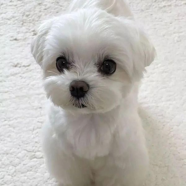 puppies for new homes