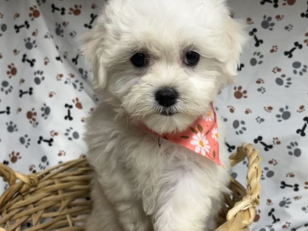 Baby - Female Maltese