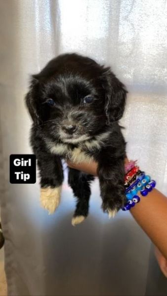 Pure Bred Maltese Puppies