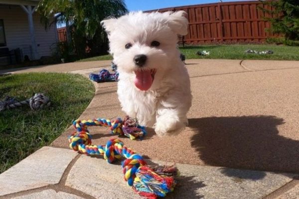 Maltese puppies for sale