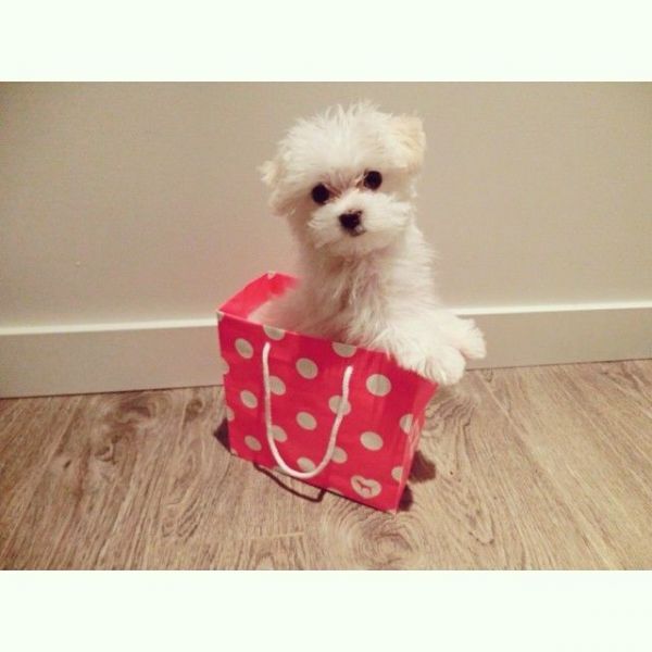 Cute and loving tea cup Maltese puppies for sale