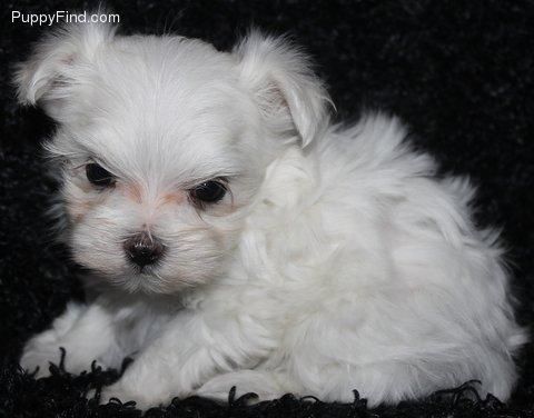 T-cup Maltese Pups