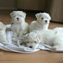 Amazing Maltese Puppies available.