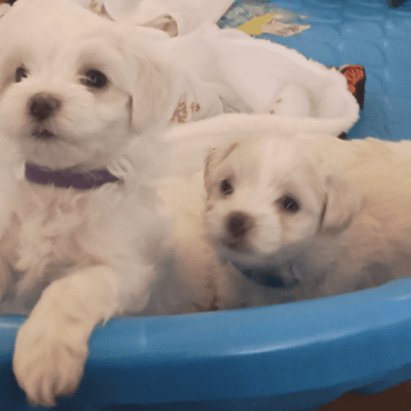 All I want for Christmas is Puppies