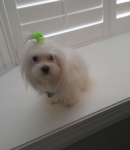 AKC Maltese Male Puppies