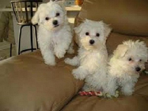 male and female maltese puppies