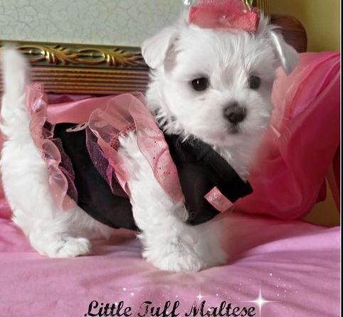 Microchip Tiny Teacup Maltese