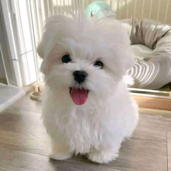 Lovely Teacup Maltese Puppies for adoption.