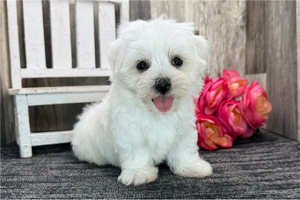 Pure Breed Maltese Puppies