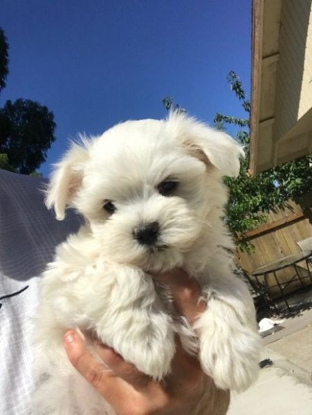 Male Maltese puppy