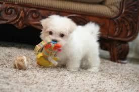 Maltese Puppies Text Us At (***) ***-***3
