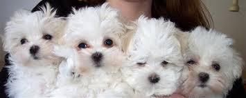 Lovely Tcup Maltese Puppies