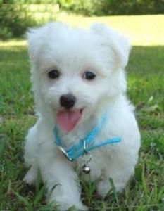 lovely christmas maltese puppies for adoption
