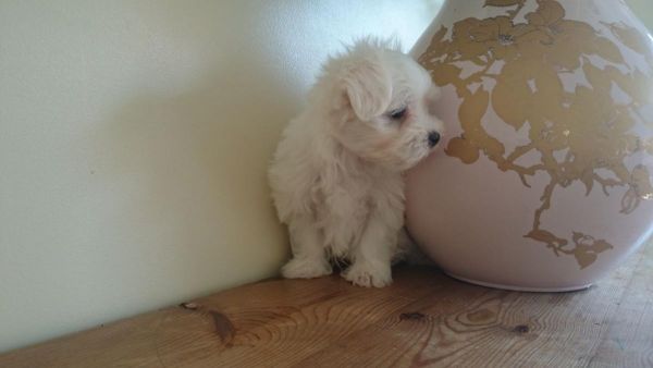 Maltese Puppy with Champion Bloodline for sale