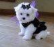Super Adorable Teacup Maltese Puppies