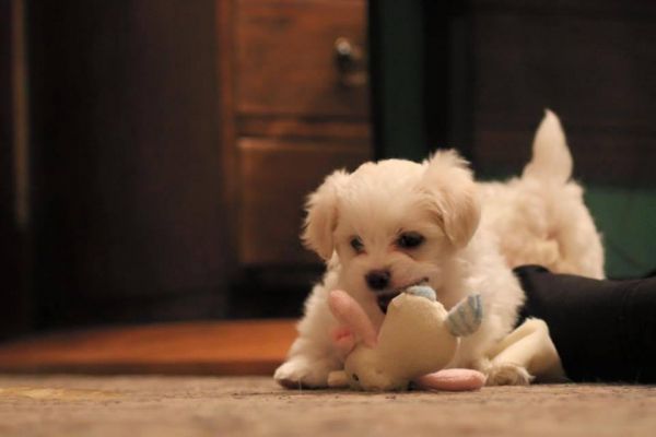 Registered Maltese boy