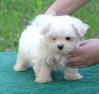 Quality Registered Maltese puppies