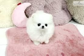 Amazing Micro Teacup Pomeranian puppy