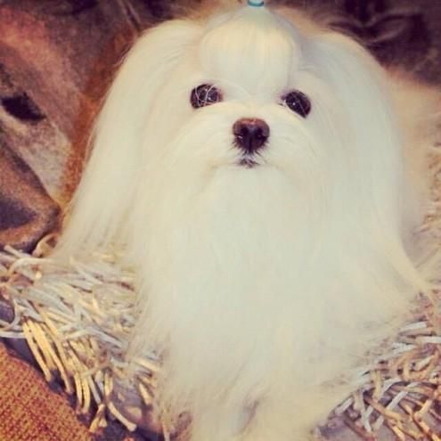 Maltese Puppies For Adoption (***) ***-***7