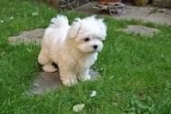 Tea Cup Maltese Puppies ***