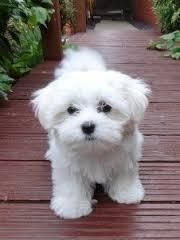 maltese puppies