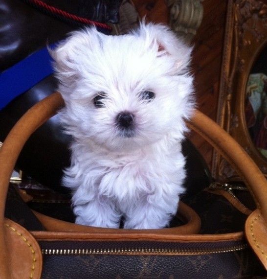 Kc Registered Maltese Puppies