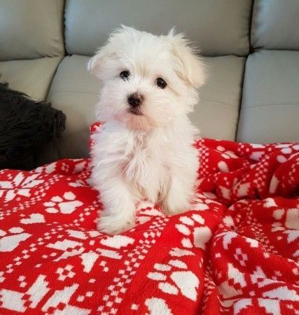 Home Bred Maltese Pup Kc Reg (boy And Girl)
