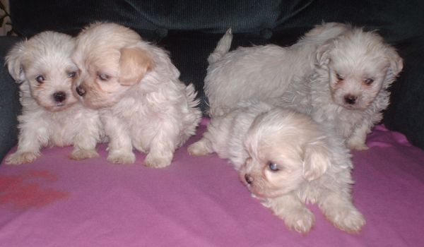 Sensitive Maltese puppies