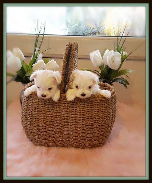 Stunning Maltese Puppies