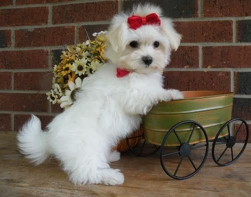 Maltese (teacup(804) ***