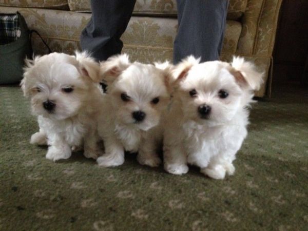 K.c Pedigree Pups