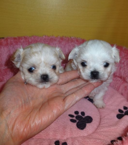 Pedigree Maltese Puppies
