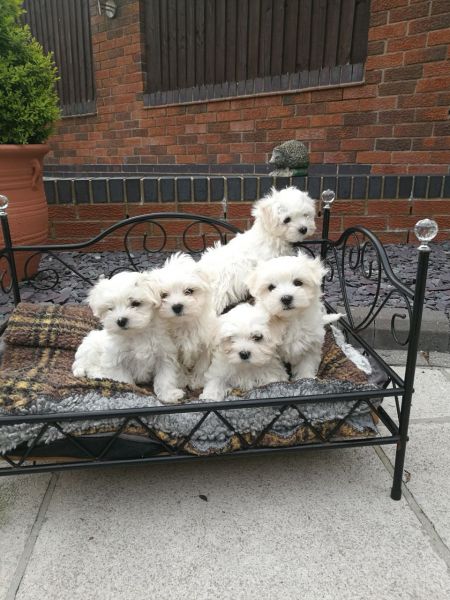 Gorgeous Little Maltese Puppies