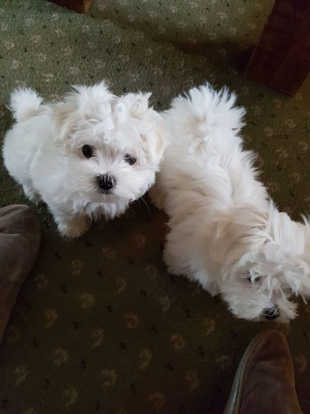 Maltese Puppy's For Sale