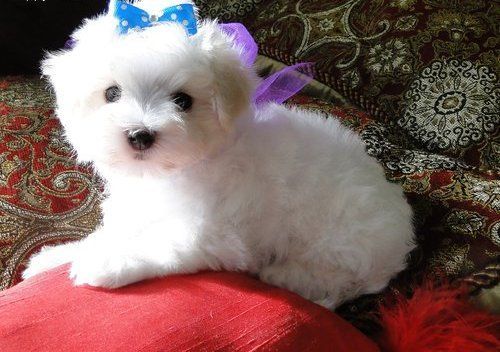 pure breed maltese puppies