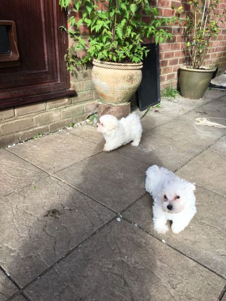 1 Kc Registered Female Puppy