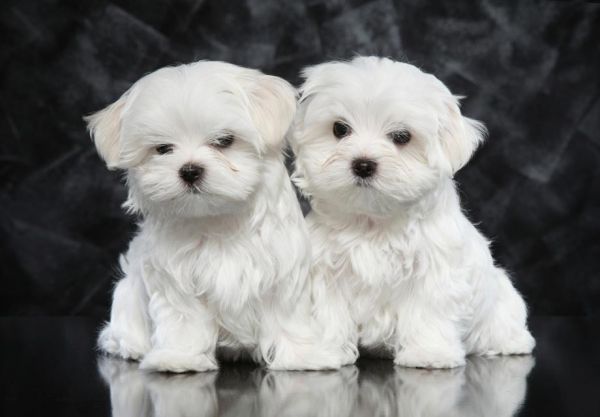 Happy Teacup Maltese Puppies text me at (***) ***-***0