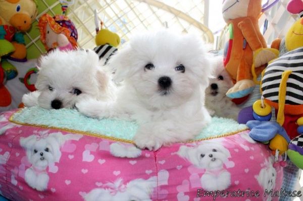 Morkie Puppies ...3/4 Maltese 1/4 Yorkie