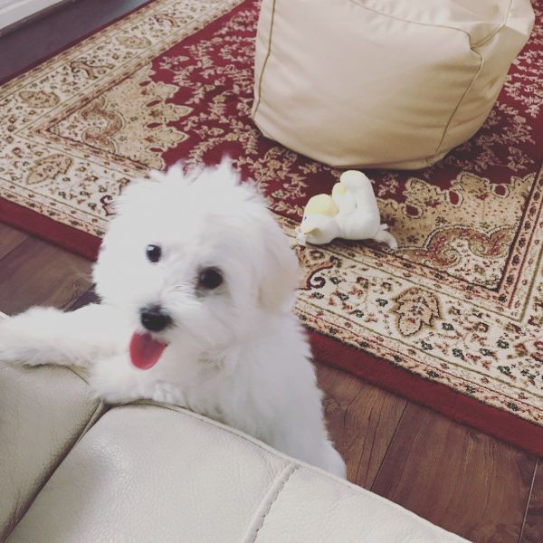 Pedigree Maltese Puppies