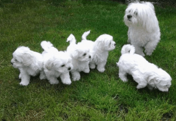 maltese puppies for sale