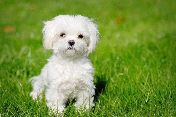 Havamalt = Maltese + Havanese