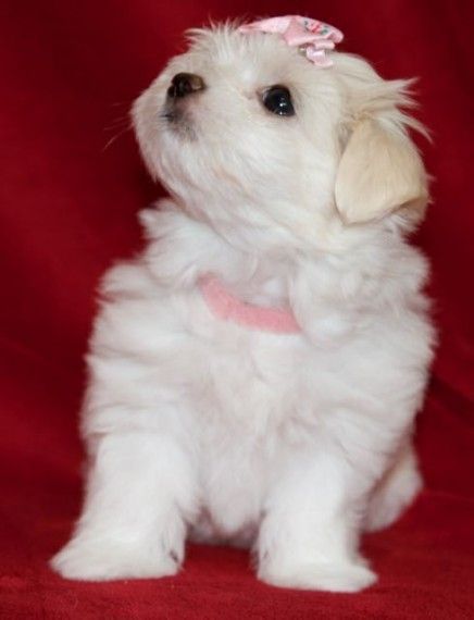 Absolutely Beautiful Kc Maltese Puppies