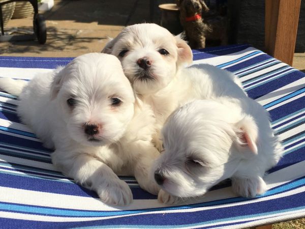 Kc Maltese Babies