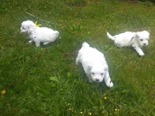 Kc Registered Maltese Puppy Boy Ready Now
