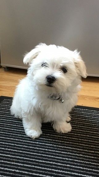 Kc Reg Pedigree Maltese Bitch