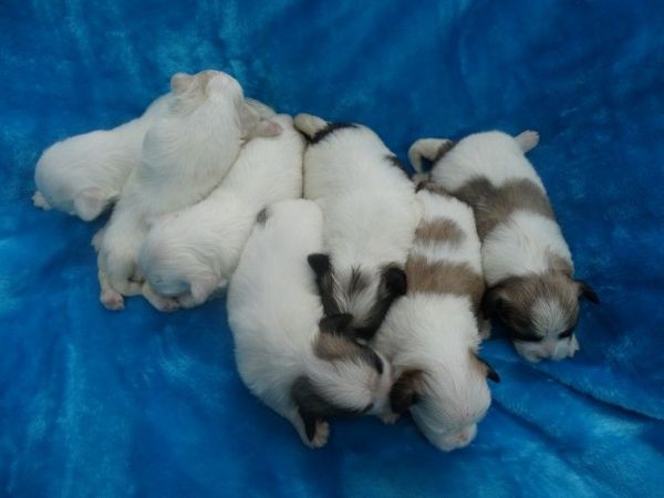 Maltese puppy for sale