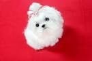 Outstanding AKC Teacup Maltese Puppies