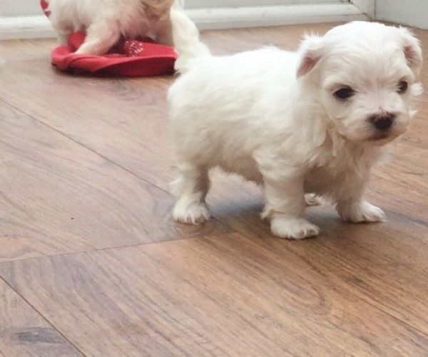 Stunning Maltese Kc Registered Puppies